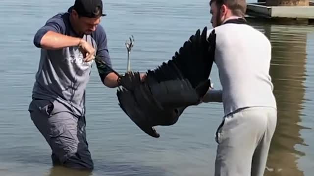 Guy Rescues Screeching Blue Heron Tangled Up In Fishing Line