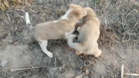 Dog playing each