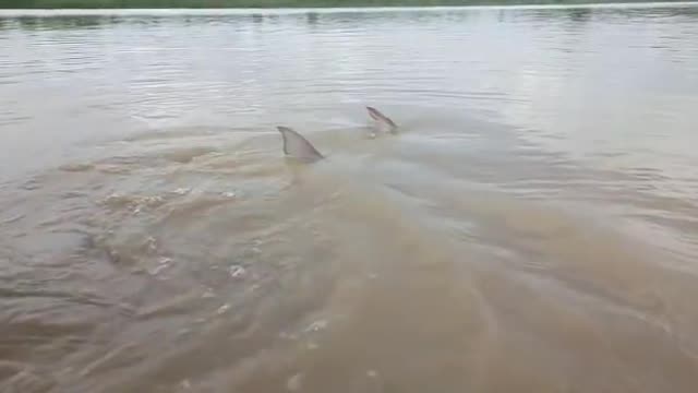 Massive fish sighting in the river