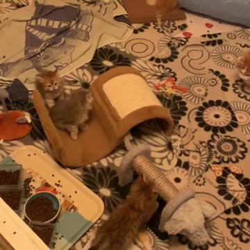 Cat Playing Each Other