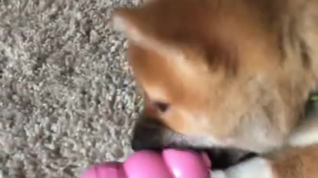 Shiba Inu + Kong Toy = Love