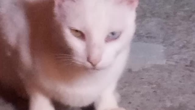 Wanahelton cat Ozzy dog