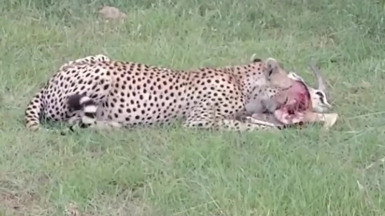 ষThe Tiger Hunting Dear