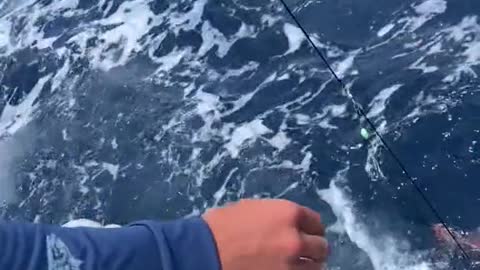 Catching three fish at one time from 1,500ft deep