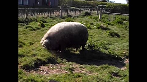 Fluffy pig (Mangalitsa pig)