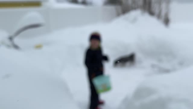 Dami hunting eggs in 3ft of snow.