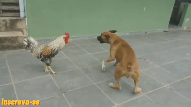 dog vs chicken- who wins?