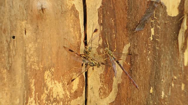 Megarhyssa macrurus, also known as the long-tailed giant ichneumonid wasp