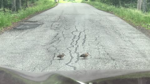 Woodcocks dancing across the road