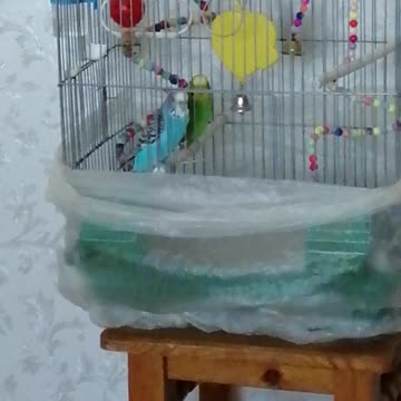 My parrots live at home.