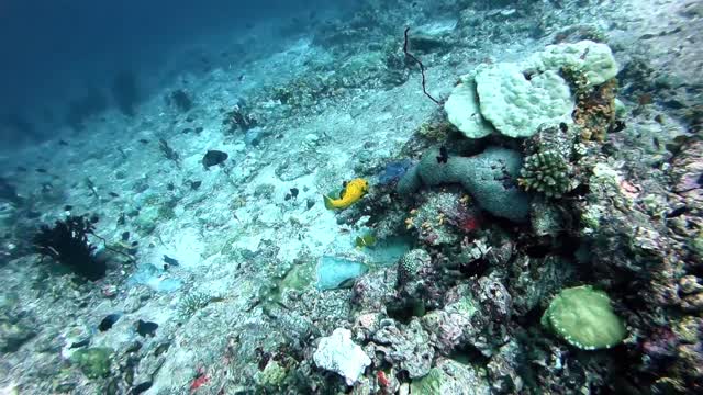 Bubble Rings vs Yellow Puffer Fish