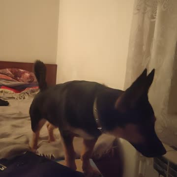 The puppy looks out the window and growls at passers-by