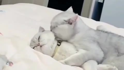 For more cut kitties😳😳