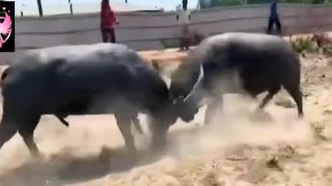 One of the buffalo fights in our country