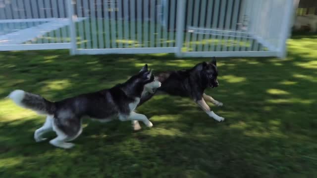 Two dogs running after each other