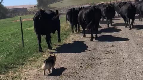 Stubby Welsh Corgi Is A Hard-Working Cattle Dog