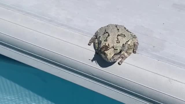 Frog Flicks Annoying Bug Into Pool