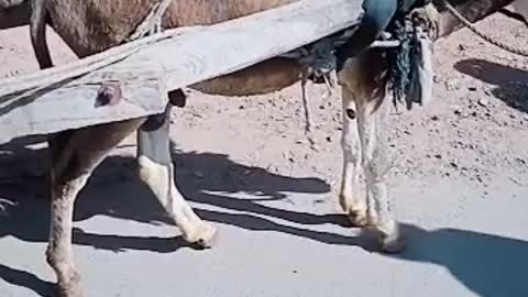 Beautiful Donkey On The Road