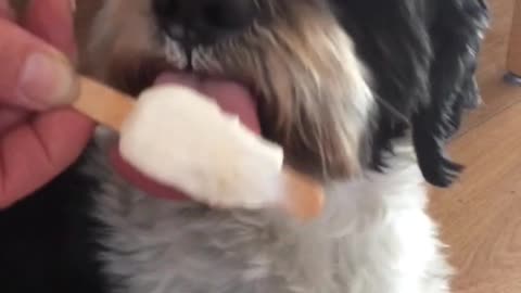 Dog enjoys ice cream