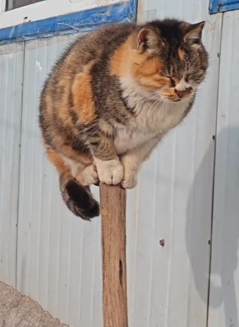 How is that possible and why cat why? 🤣