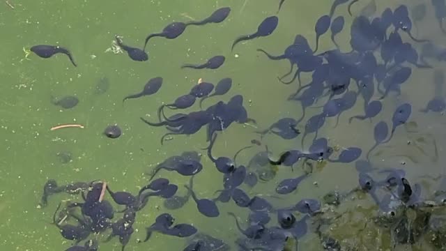 Baby frog swimming