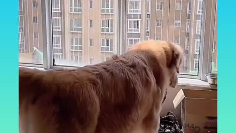 funny dog video 🐕🦮