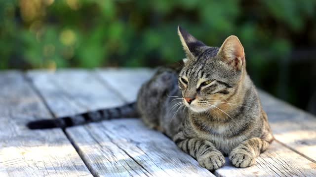 Cat