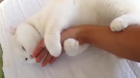 Cat Won't Let his Owner Go !