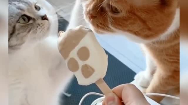 Do You Like The Response? Its Amazing and Hilarious Cat Reaction to Food (IS THE CAT HUNGRY)