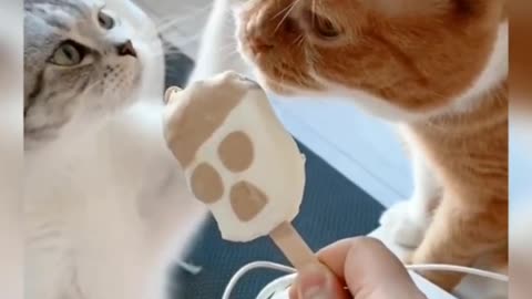 Do You Like The Response? Its Amazing and Hilarious Cat Reaction to Food (IS THE CAT HUNGRY)