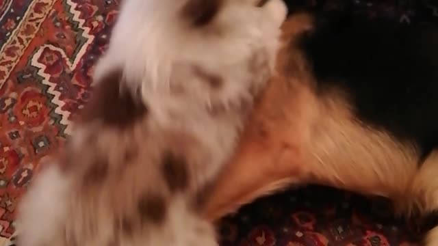 White dog playing with bigger dog on carpet