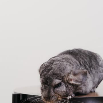 Funny Baby Bunny Rabbit Videos Compilation - Cute Rabbits