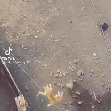 cat entry 😂😂😂🐈🐈😺