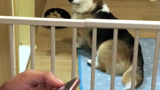 Extremely Patient Corgi