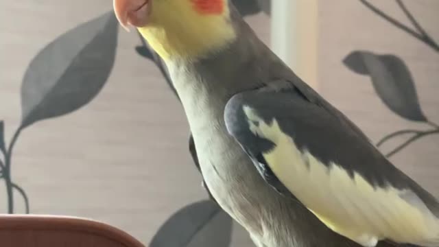 the parrot corella lives at home my favorite parrot