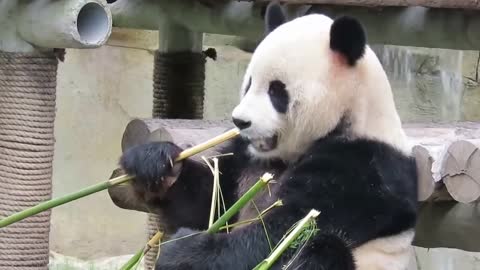 Funny video of cute panda