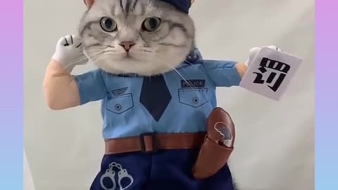 Cute and Funny Cat Videos