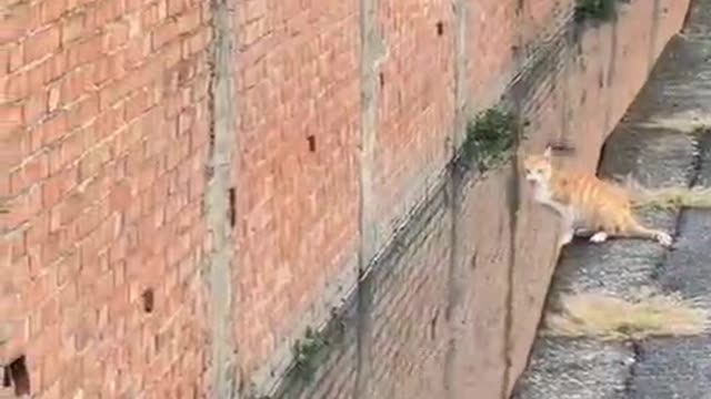 The cat