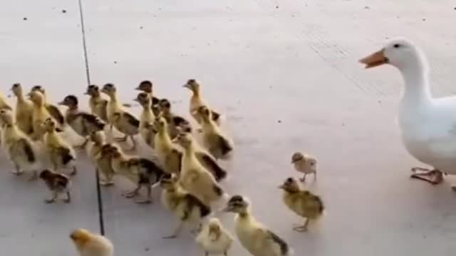 Baby Animals Funny Little duck and Dog Videos Compilation 2021