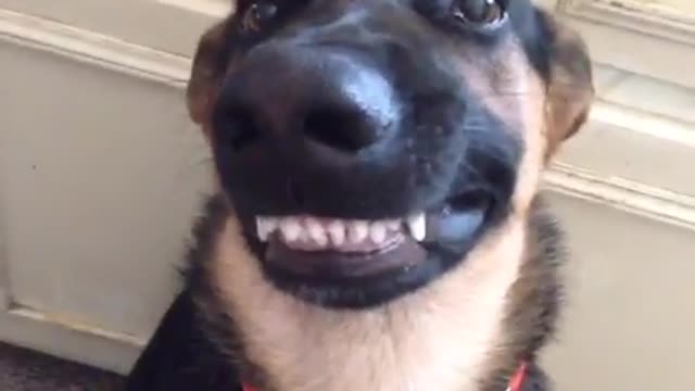 New top funny video of dog😂😂🤣