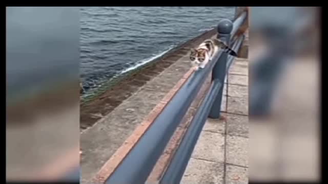 World most cutest cat