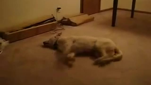 Dog having Nightmares