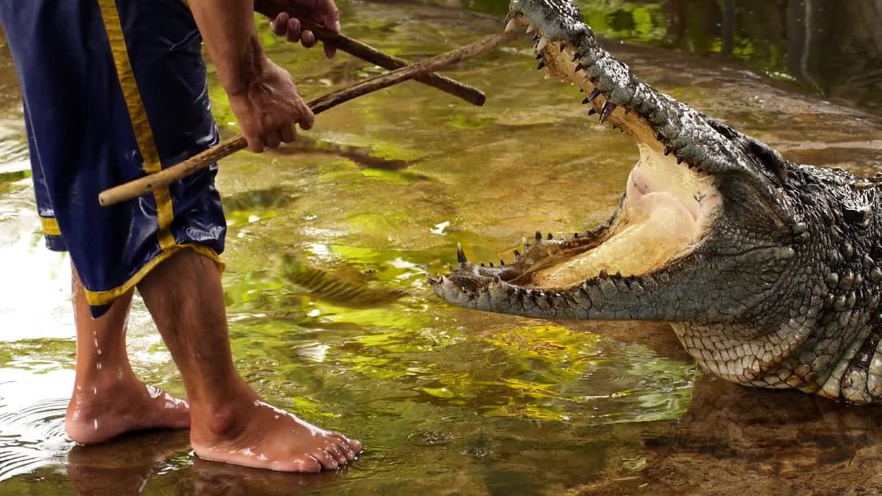 Dangerous Crocodile at Crocodile Farm. Thailand