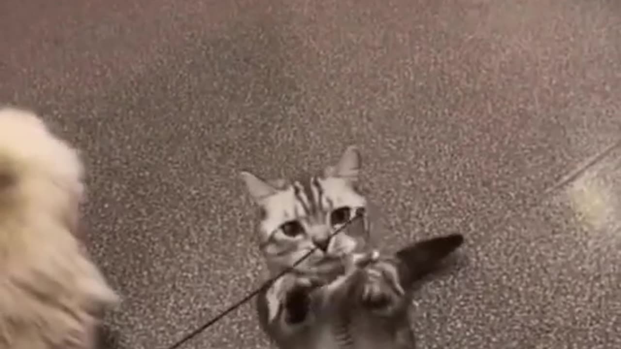 Funny cats