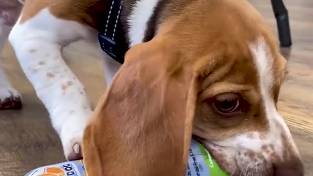 Dog Training #shorts #DogTraining #shortsvideo