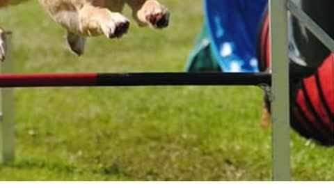 TRAINING YOUR DOG IS NOT SO HARD!!!
