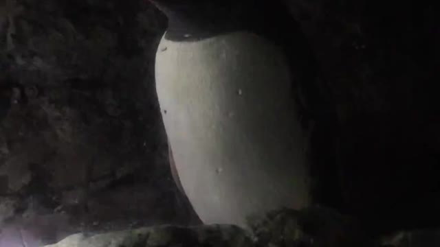 Penguin looking super chill in his own spot