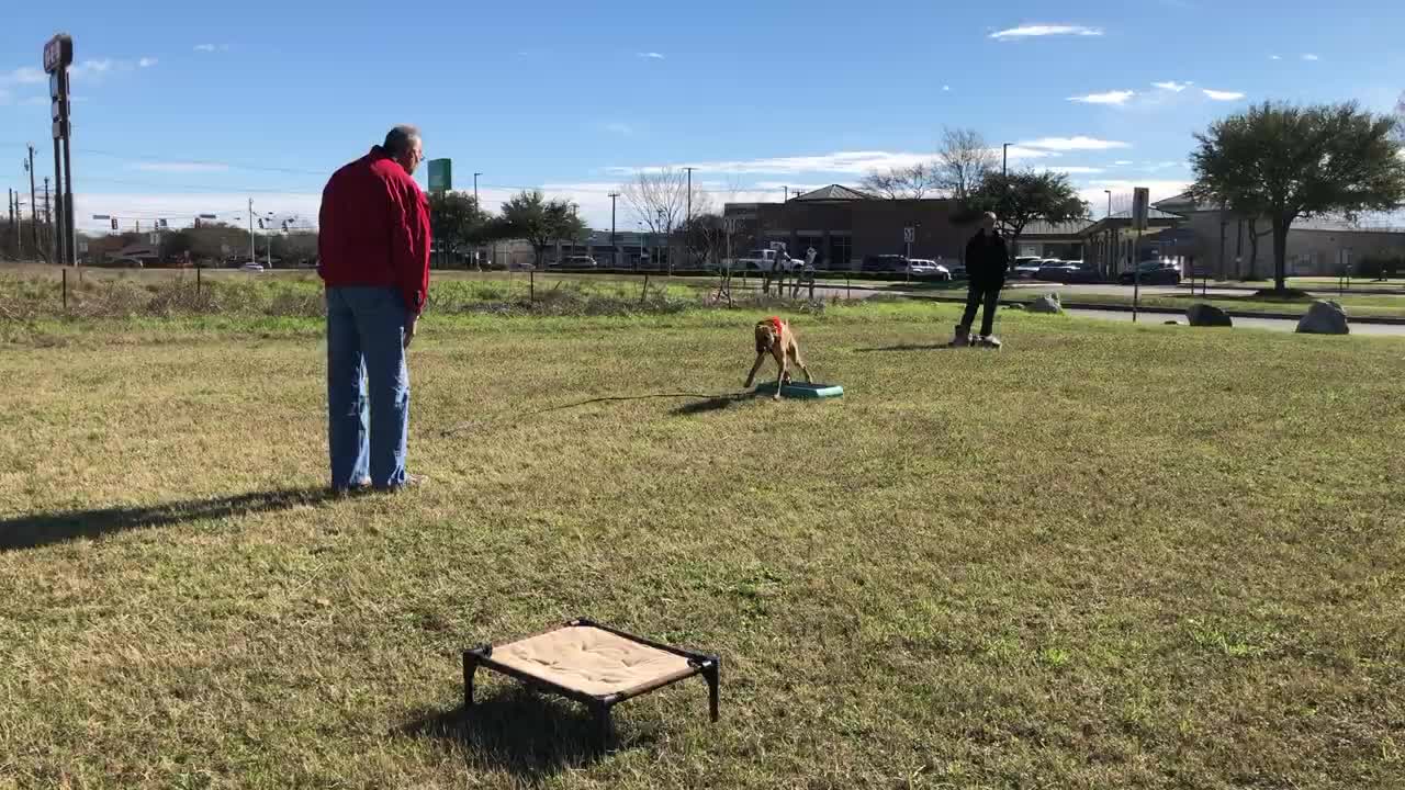 Advanced Rescue Dog Training