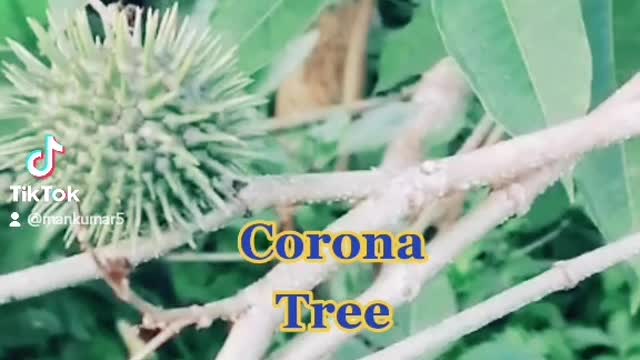 Found corona tree in Nepal 😂😂😂