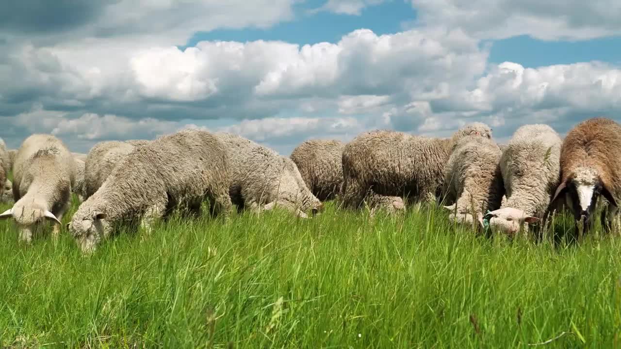 Flock of sheep on the meadow